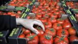 :: فروش گوجه صادراتی و فلفل دلمه ای رنگی